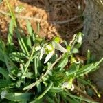 Galanthus elwesii Fula