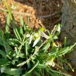 Galanthus elwesii Flower