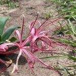 Ammocharis tinneana Λουλούδι