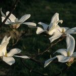 Magnolia cylindrica 花