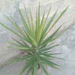 Yucca aloifolia 叶