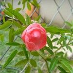 Rosa abietina Kukka