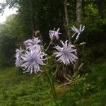 Lactuca plumieri Blüte