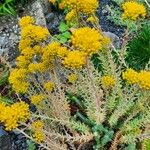 Petrosedum montanum Kukka