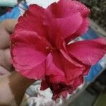 Hibiscus rosa-sinensis Blodyn