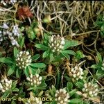 Trifolium bocconei Natur