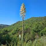 Hesperoyucca whipplei Blüte