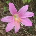 Zephyranthes carinata Квітка