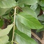 Ficus hispida ഇല