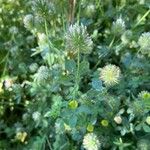 Trifolium lappaceum Характер