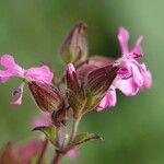 Silene pendula Blüte