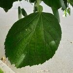 Tilia x europaea Blad