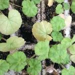 Pelargonium spp. ശീലം