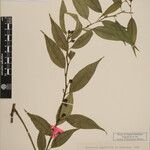 Sarcococca wallichii Otro