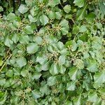 Hedera colchicaHostoa