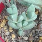 Gibbaeum petrense Hostoa