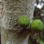 Ficus lateriflora Fruct