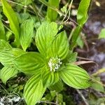 Mitracarpus hirtus Leaf