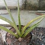 Sansevieria stuckyiFuelha