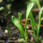 Ophioglossum lusitanicum Habitat