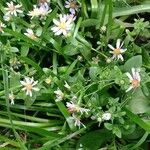 Symphyotrichum novi-belgii Habit