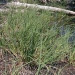 Carex aquatilis 形态