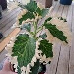 Plectranthus madagascariensisList