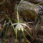 Brassavola cucullata Habitat