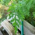 Ambrosia artemisiifolia Leaf