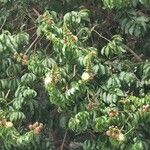 Lafoensia acuminata Λουλούδι