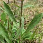 Solidago nemoralis Leaf