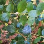 Myrsine africana Likasa