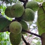 Ficus callosa Fruit