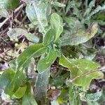 Calendula officinalis Лист