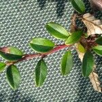 Cotoneaster integrifolius Blad