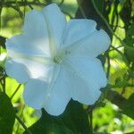 Ipomoea alba Blüte
