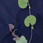 Aristolochia labiata Blüte