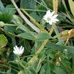 Stellaria aquatica Foglia