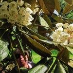 Rhododendron sinogrande Leaf