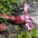 Saponaria pumila Flower