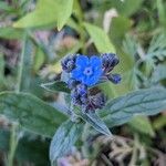 Cynoglossum amabileŽiedas