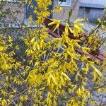 Forsythia intermedia ZabelFulla