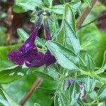 Salvia greggii Лист