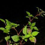 Heterotis rotundifolia Хабит