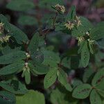 Euphorbia hyssopifolia Alia