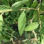 Buddleja asiatica Leaf