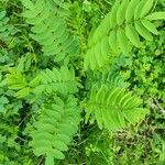 Galega officinalis Leaf