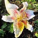 Lilium candidumFlower