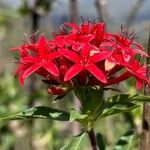 Rhodopentas parvifolia പുഷ്പം