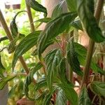 Celosia argentea Φύλλο